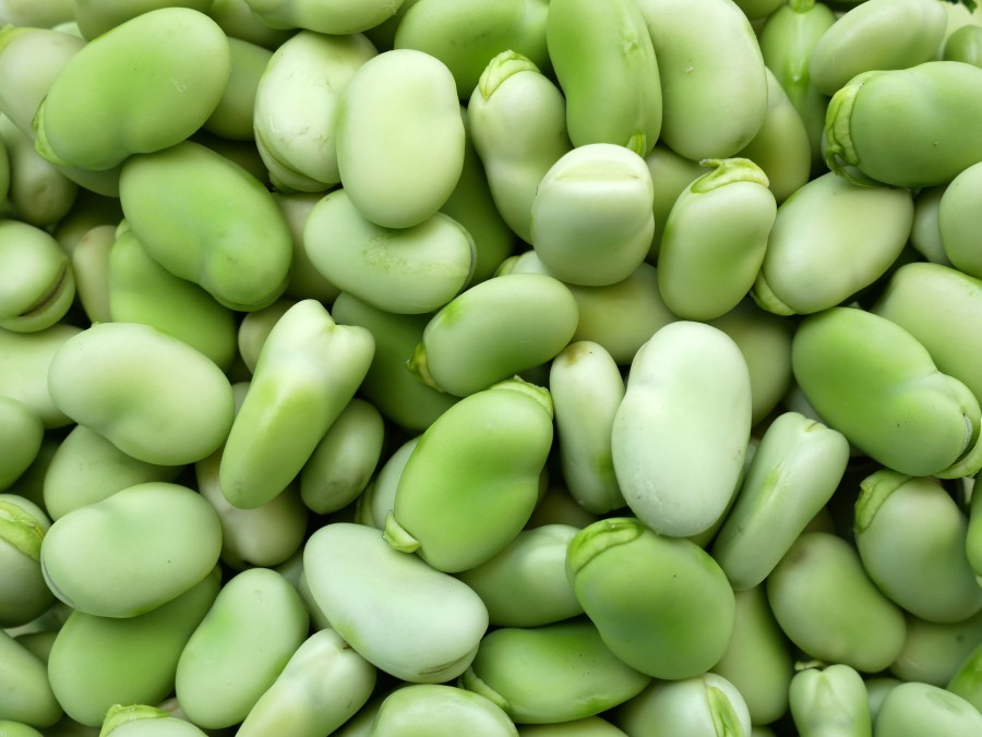 Faba beans.